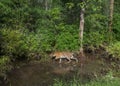 Tiger in lust green monsoon forest at Tadoba Tiger reserve Maharashtra,India Royalty Free Stock Photo