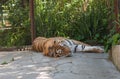 Tiger lying on a concrete surface in a cage Royalty Free Stock Photo