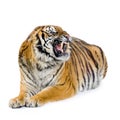 Tiger lying down Royalty Free Stock Photo