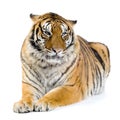 Tiger lying down Royalty Free Stock Photo