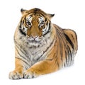 Tiger lying down Royalty Free Stock Photo