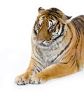 Tiger lying down Royalty Free Stock Photo