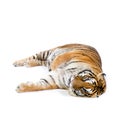 Tiger lying down Royalty Free Stock Photo