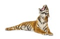 Tiger lying down and yawning, big cat, isolated Royalty Free Stock Photo