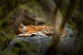 Tiger lying in green vegetation. Wild Asia, wildlife India. Yiung Indian tiger, wild animal in the nature habitat, Ranthambore, In