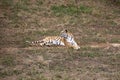 A tiger lying on the ground and the grass