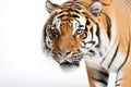 Tiger macro photo with bokeh effect art