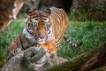 Tiger malay Royalty Free Stock Photo