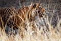 Tiger male in a beautiful light in the nature habitat of Ranthambhore National Park Royalty Free Stock Photo