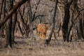 Tiger male in a beautiful light in the nature habitat of Ranthambhore National Park Royalty Free Stock Photo