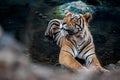 Tiger male in a beautiful light in the nature habitat of Ranthambhore National Park Royalty Free Stock Photo