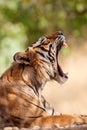 Tiger male in a beautiful light in the nature habitat of Ranthambhore National Park Royalty Free Stock Photo