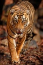 Tiger male in a beautiful light in the nature habitat of Ranthambhore National Park Royalty Free Stock Photo