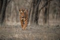 Tiger male in a beautiful light in the nature habitat of Ranthambhore National Park Royalty Free Stock Photo