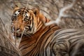 Tiger male in a beautiful light in the nature habitat of Ranthambhore National Park Royalty Free Stock Photo