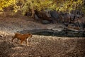 Tiger male in a beautiful light in the nature habitat of Ranthambhore National Park Royalty Free Stock Photo