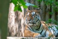 Relaxing tiger in the ZOO Royalty Free Stock Photo