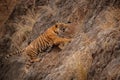 Tiger male cub jumping on the rocky cliff Royalty Free Stock Photo