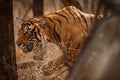 Tiger male walking head on composition Royalty Free Stock Photo