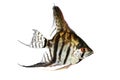 Tiger Marble angelfish pterophyllum scalare aquarium fish Royalty Free Stock Photo