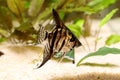 Tiger Marble angelfish pterophyllum scalare aquarium fish Royalty Free Stock Photo