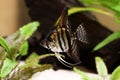 Tiger Marble angelfish pterophyllum scalare aquarium fish Royalty Free Stock Photo