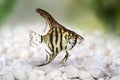 Tiger Marble angelfish pterophyllum scalare aquarium fish Royalty Free Stock Photo