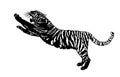 Siberian Tiger illustration ~