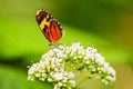 Tiger mimic buterfly feeding in some wild flowers