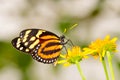 Tiger mimic buterfly feeding in some wild flowers