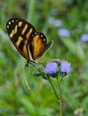 Tiger Mimic Butterfly