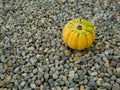 Tiger mini pumpkin on the rubble. Royalty Free Stock Photo