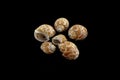 Tiger Moon Sea Shells Royalty Free Stock Photo