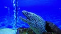 Tiger moray eel