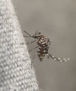 Tiger Mosquito Royalty Free Stock Photo