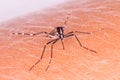 Tiger mosquito Royalty Free Stock Photo