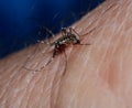 Tiger mosquito, Aedes albopictus. Royalty Free Stock Photo