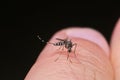 Tiger mosquito Aedes albopictus Royalty Free Stock Photo