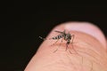 Tiger mosquito Aedes albopictus