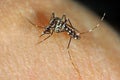Tiger mosquito (Aedes albopictus) sucking blood Royalty Free Stock Photo