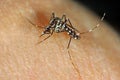 Tiger mosquito (Aedes albopictus) sucking blood