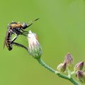 Tiger mosquito bites