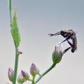 Tiger mosquito and grasshopper