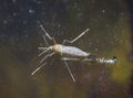 Tiger mosquito larva emerges from the water Royalty Free Stock Photo