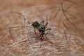 Small and terrible tiger mosquito Royalty Free Stock Photo