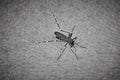 Tiger mosquito