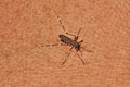 Tiger mosquito