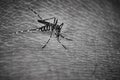 Tiger mosquito