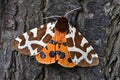 Tiger Moth Royalty Free Stock Photo