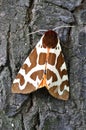 Tiger Moth Royalty Free Stock Photo